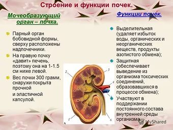 Care sunt rinichi