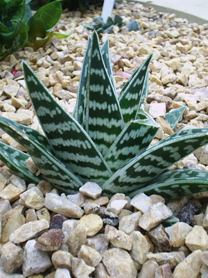 Houseplant aloe fotografie, vederi, proprietăți utile, de îngrijire și creștere de aloe houseplant