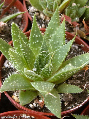 Houseplant aloe fotografie, vederi, proprietăți utile, de îngrijire și creștere de aloe houseplant