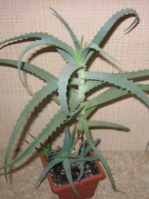 Houseplant aloe fotografie, vederi, proprietăți utile, de îngrijire și creștere de aloe houseplant