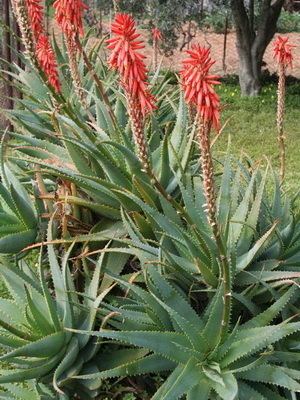 Houseplant aloe fotografie, vederi, proprietăți utile, de îngrijire și creștere de aloe houseplant