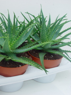 Houseplant aloe fotografie, vederi, proprietăți utile, de îngrijire și creștere de aloe houseplant