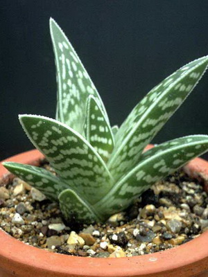 Houseplant aloe fotografie, vederi, proprietăți utile, de îngrijire și creștere de aloe houseplant