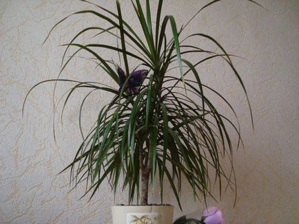 Dracaena cum să aibă grijă