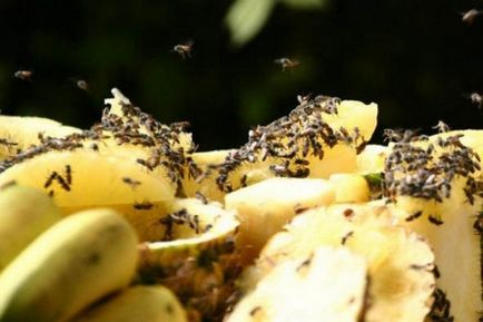 Drosophila cum să scape de dăunători pe cont propriu