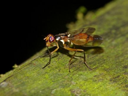 Drosophila cum să scape de dăunători pe cont propriu