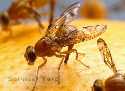 Drosophila - cum sa scapi, serviceyard-confortul casei dvs. la îndemână