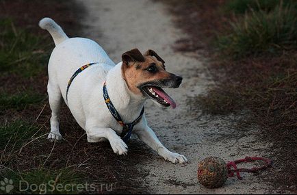 Terier Descrierea rasei a caracterului de câine, foto, pret catelus