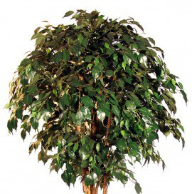 Ficus benjamina de propagare și de îngrijire la domiciliu