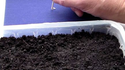 Phlox în creștere din semințe (anuale și perene)