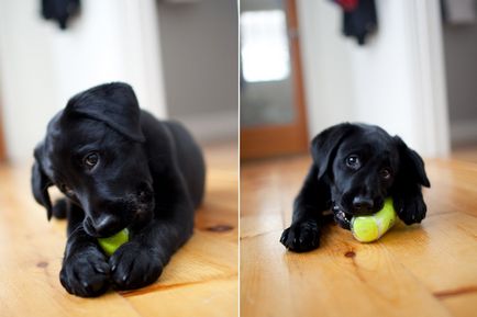 fotografie Labrador