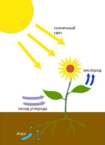 Fotosinteza scurt de înțeles