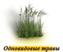 iarbă de gazon - cumpăra semințe în magazin on-line „de gazon World“, livrare rapida