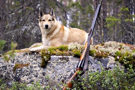 În cazul în care pentru a obține o licență de vânătoare de la Moscova obține rapid o licență de vânătoare