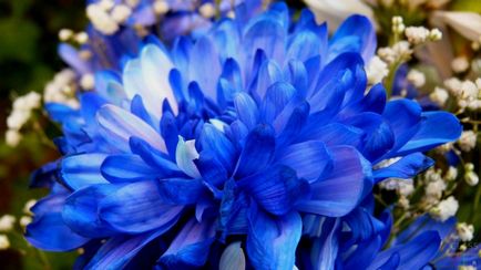 Genetica forțat rândul său, albastru crizantema oamenii de știință au creat crizantema albastru - ultimele stiri