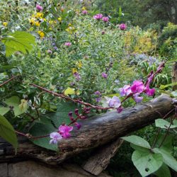 plantare fasole neagră și de îngrijire, în creștere de la semințe, atunci este mai bine pentru a planta fotografii