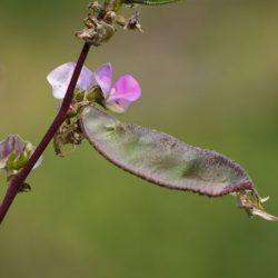 plantare fasole neagră și de îngrijire, în creștere de la semințe, atunci este mai bine pentru a planta fotografii