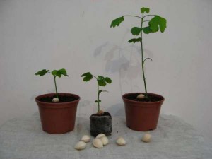 Ginkgo biloba în creștere, creștere și îngrijire