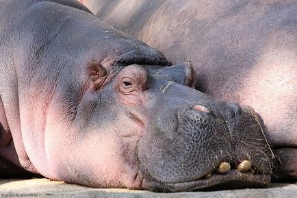 Hippo și hipopotam diferențe comentarii