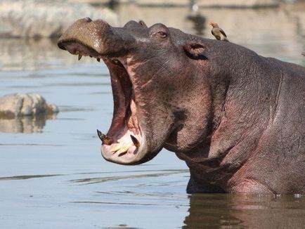 Hippo și hipopotam diferențe comentarii