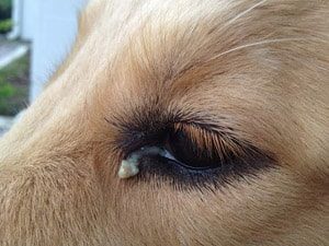 Fester ochii de un câine și de ce decât vindecarea
