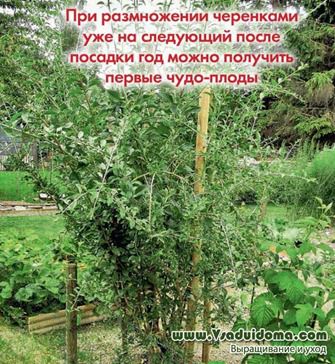 Goji (foto) cum să crească și cum să aibă grijă, site-ul de grădină, cabana și plante de apartament