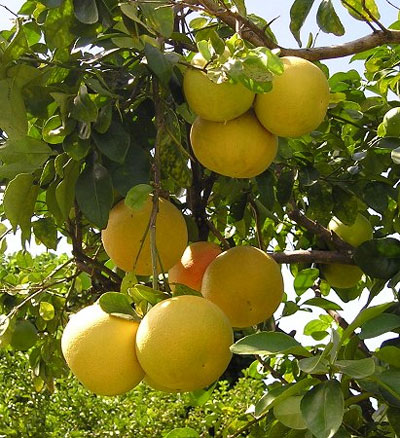 Grapefruit - Grapefruit decât de ajutor - grapefruit la domiciliu