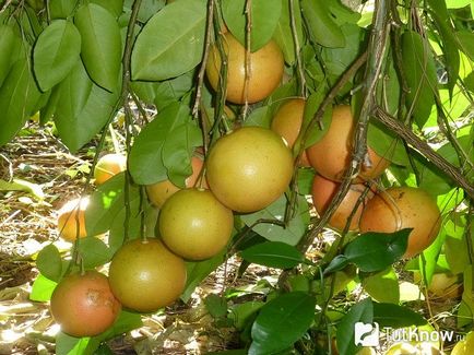 Grapefruit în creștere în cameră