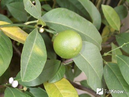 Grapefruit în creștere în cameră