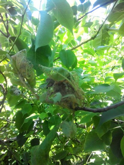 Caterpillar pe un măr în web - a existat o molie viermelui