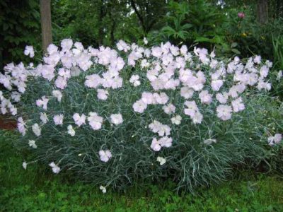 plantare deltoides Dianthus și de îngrijire, în creștere din semințe