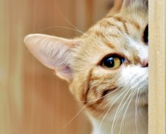 Instrucțiuni pentru producerea de hamurile pentru pisici și cum să-l pună pe dragă acasă
