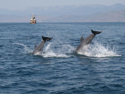 Interviu cu un delfin - cum să devină un antrenor de delfini, Crimeea
