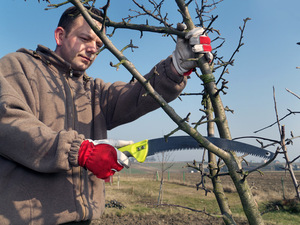 Cum de combatere a bolilor și dăunătorilor de primăvară măr reprezintă mijlocul de primăvară și copaci de prelucrare