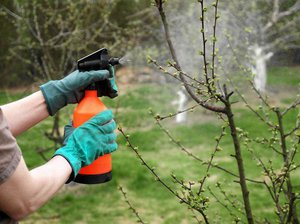 Cum de combatere a bolilor și dăunătorilor de primăvară măr reprezintă mijlocul de primăvară și copaci de prelucrare