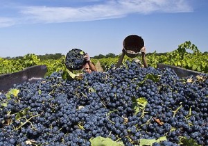 Cum de a face șampanie în Champagne