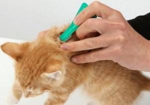 Cum picăturile de purici pentru pisici