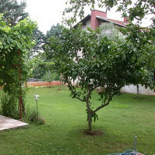 Ce arbori și arbuști pot fi plantate în zonă, cât de frumos flori de plante la locul