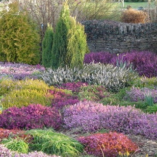 Ce arbori și arbuști pot fi plantate în zonă, cât de frumos flori de plante la locul