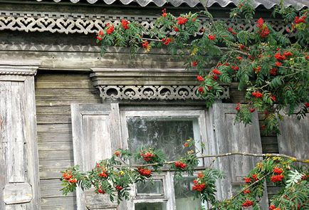 Ceea ce arborii nu pot fi plantate pe teren