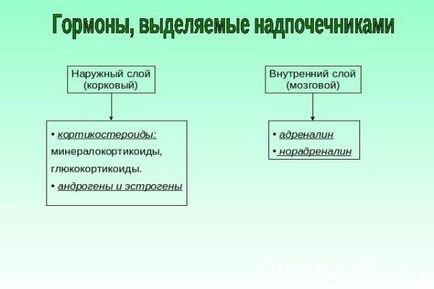 Care sunt glandele suprarenale secreta hormoni, așa cum sunt numite, și care reglementează