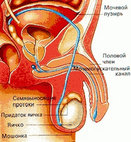 Ce medicamente pentru tratamentul de prostata, adenomul scuti de mai multe ori mai rapid