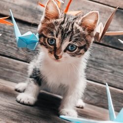 Ce rase de pisici cele mai malefice - totul despre pisici și pisici cu dragoste