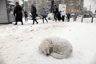 Cum au supraviețuit iernii, animalele fără adăpost