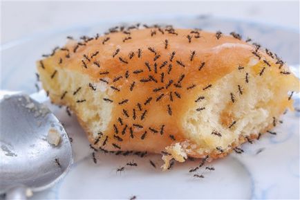 Cum sa scapi de furnici în apartament