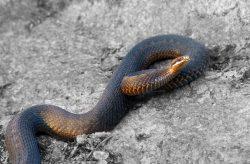 Cum să scapi de șerpi la cabana lor de vara ca speria