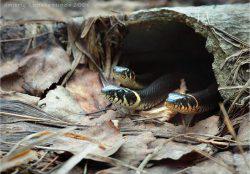 Cum să scapi de șerpi la cabana lor de vara ca speria