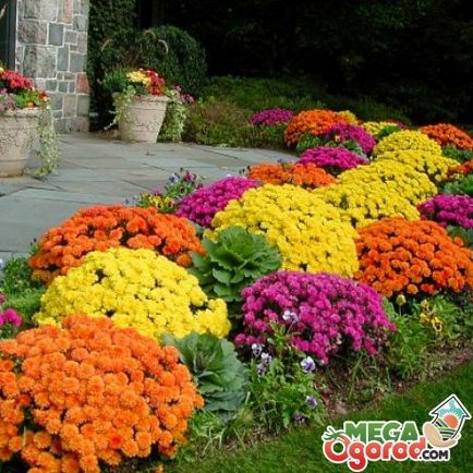 Cât de frumoase flori de plante în recomandările de țară pentru o combinație de plante anuale și perene,