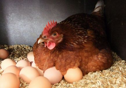 Cum de a planta un pas ou de pui cu pas instrucțiunile, fotografii și video de revizuire