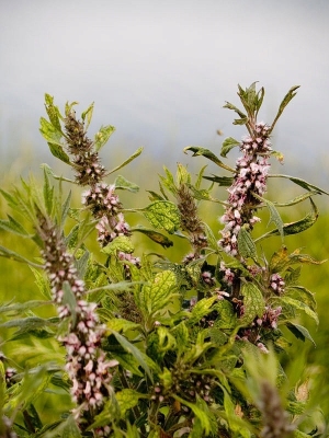 Cum de a trata refluxul remedii populare esofagita de tratament pe bază de plante, miere, ulei de cătină